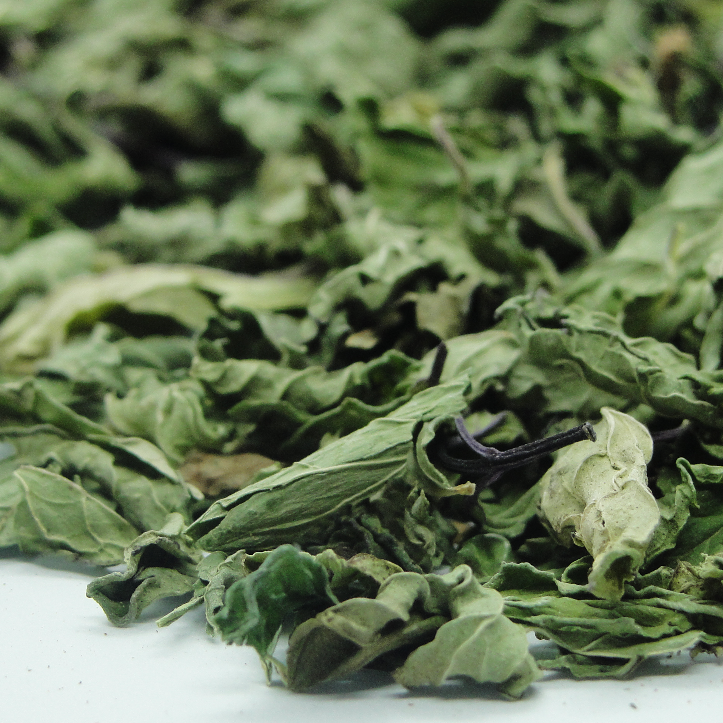 Hojas de Menta