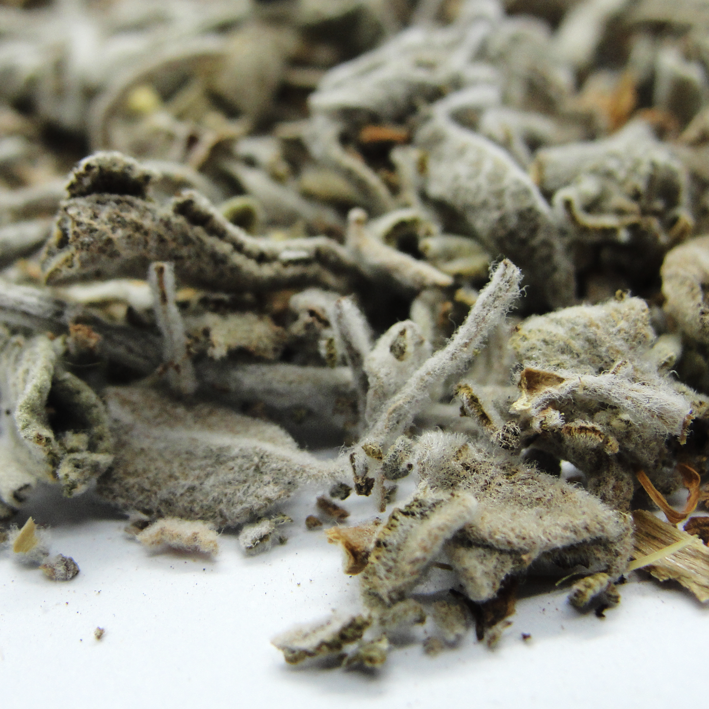 Salvia