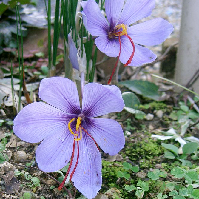 Flor de Azafrán con pistilos en punto de cosecha.